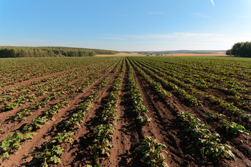 Fototapeta na wymiar field with beets