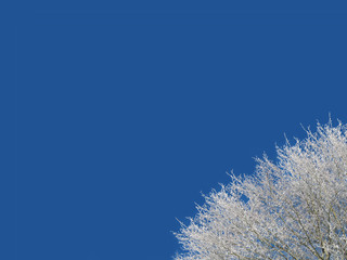 Frozen tree background