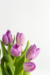 Purple tulips flowers