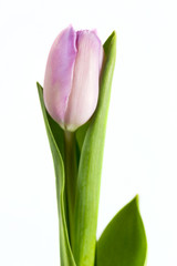Naklejka premium Purple tulips flowers
