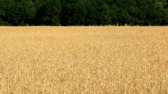 Bl&eacute;s m&ucirc;rs en contre-bas du village