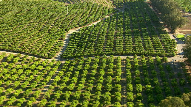 Aerial shot of orange groves and farm land