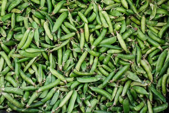 Box full of fresh ripe organic green pods of peas