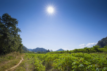 Trail in a forest with bright sun light