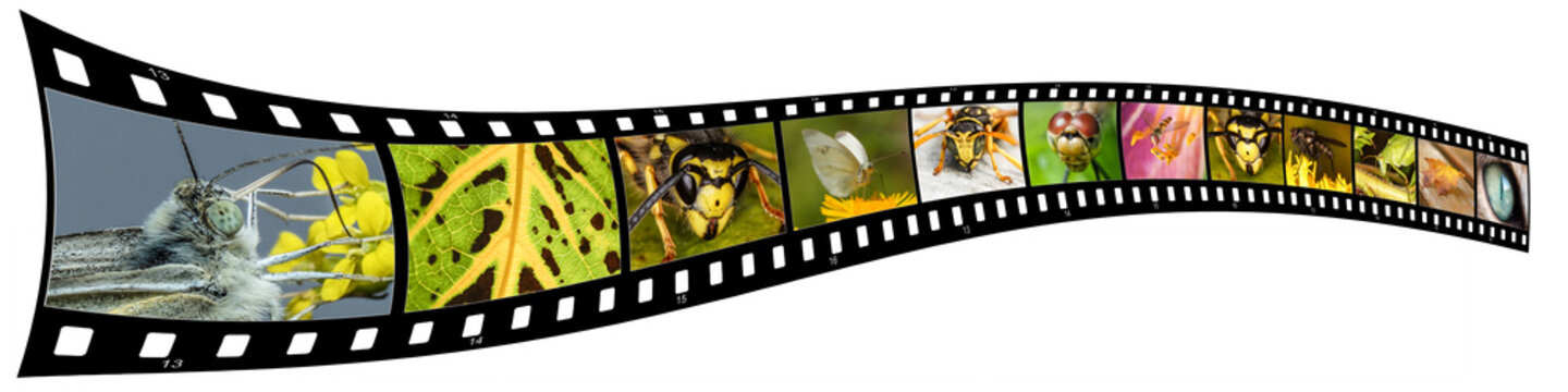 photographic film