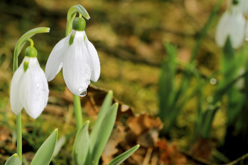 Obraz premium snowdrop flower