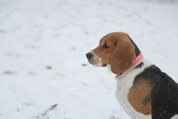 Dog beagle and snow in Park