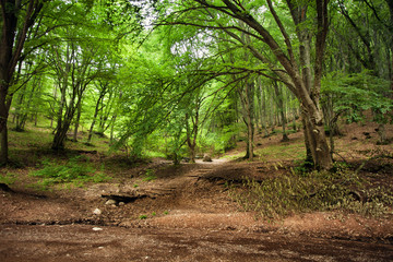 Green spring misty forest. May in Crimea