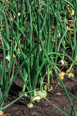 Obraz premium Row of large onions growing in soil