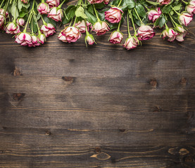 many pink shrub roses, on the branches, laid out in a line  border ,place for text  on wooden rustic background top view