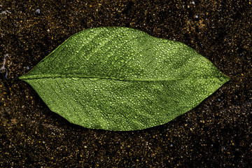 Water / green leaf with waterdrops