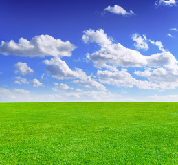 Fototapeta premium sunny meadow and blue sky and fluffy clouds 