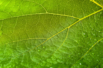 Macro of leaf structure. Drops of rain on the surface. 