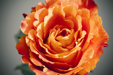  rose close up