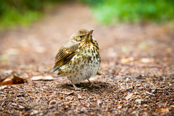 Small throstle fledgling, song thrush on forest ground
