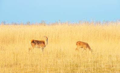 Doe on the shore of a lake in winter