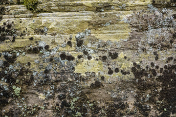 Moss and Lichen Rock
