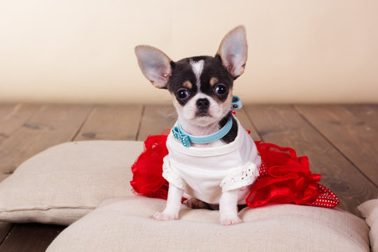 Female chihuahua dog sitting on pillows