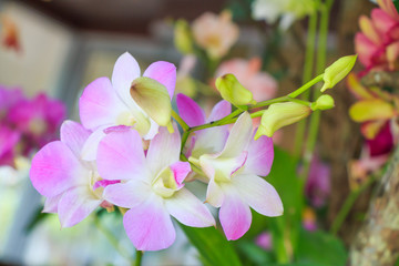 Fototapeta premium Ping Orchid on bokeh background
