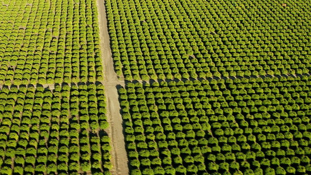 Aerial shot of orange grove, Southern California