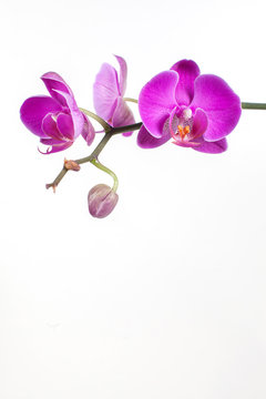 beautiful sprig of pink orchid falinopsis on a white background