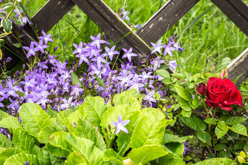 Campanula flowers in the summer garden