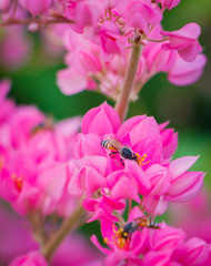 Bougainvillea and bee
