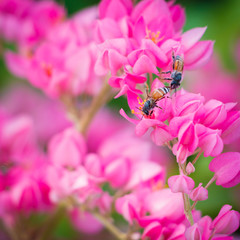 Bougainvillea and bee