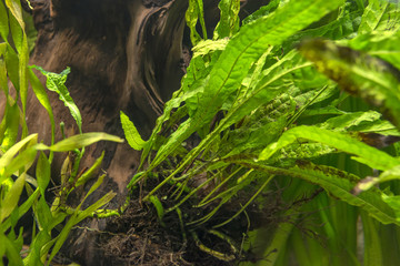 aquarium plant - Microsorium pteropus © Vera Kuttelvaserova