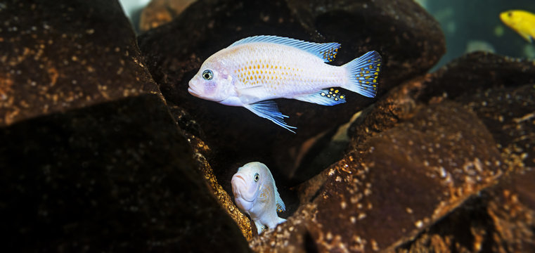 Pseudotropheus zebra - aquarium fish (Malawi)
