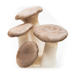 King Trumpet (Oyster) Mushroom isolated on White 