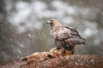 Golden eagle in a winter snow shower, feeding from a fox carcass, looking left