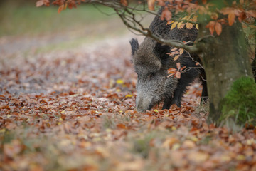 Wild boar in autumn shyly foraging behind a tree