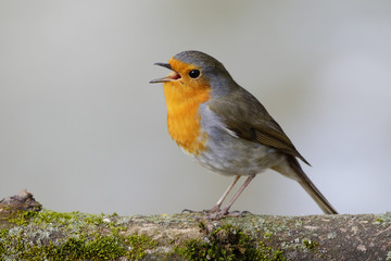 European Robin (Erithacus rubecula) singing on its perch