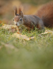 Naklejka na ściany i meble Autumn squirrel in foraging mode