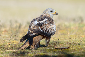 Kite, (Milvus milvus) perched on the floor