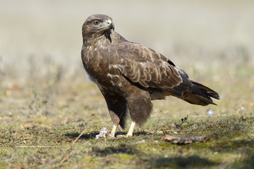  Buzzard (Buteo buteo) perched on the floor