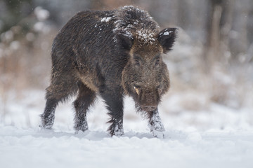 Wild boar, large male, in winter snow