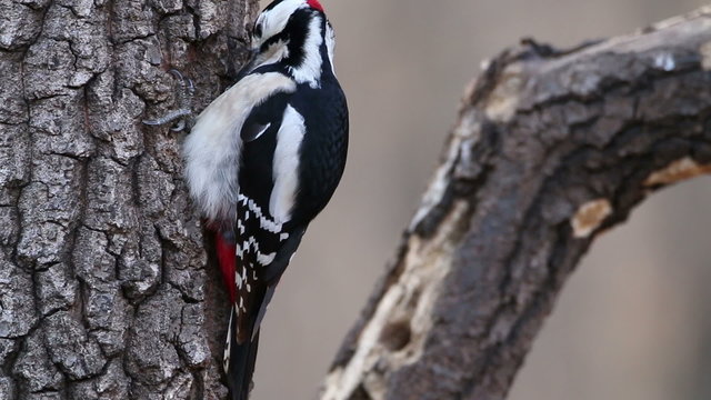 Great spotted woodpecker finding insects on a old tree in the winter in oak forest