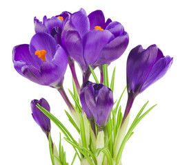 Crocus flower in the spring isolated on white 