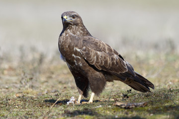  Buzzard (Buteo buteo) perched on the floor