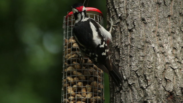 The Great Spotted Woodpecker feeding on a fatball and seeds at a bird feeder, Dendrocopos major
