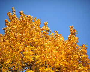 golden autumn leaves
