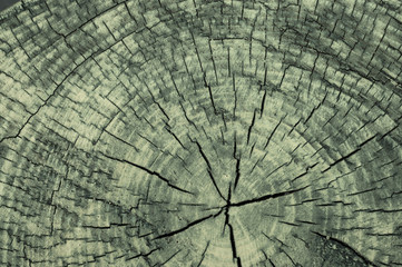 Wood structure backgrounds textures.
