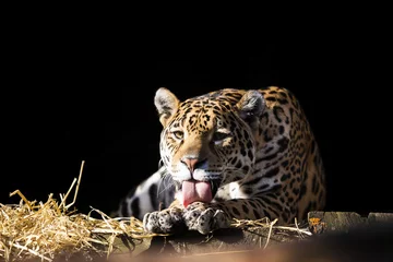 Rolgordijnen Wild leopard lying relaxed © -Marcus-