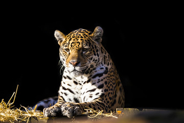 Wild leopard lying relaxed