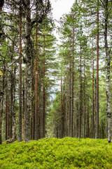 Fototapeta premium Granica między ziemiami