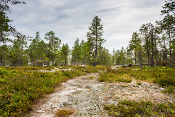 Path in the woods