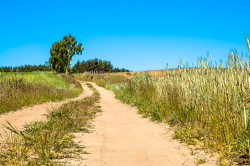 Fototapeta na wymiar Dirt road among fields. Landscape of fields of cereal under blue sky