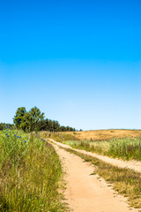 Dirt road among fields. Landscape of fields of cereal under blue sky